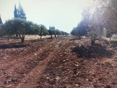 Residential Land for Sale in Irbid - Photo Residential Land for Sale in Irbid - Photo