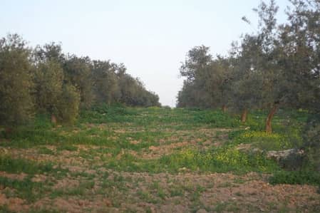 Commercial Land for Sale in Irbid - Photo