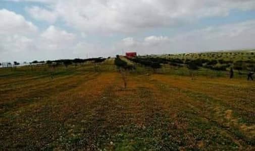 Residential Land for Sale in Dhiban, Madaba - Photo