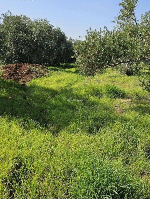 Residential Land For Sale - Bushra, Irbid