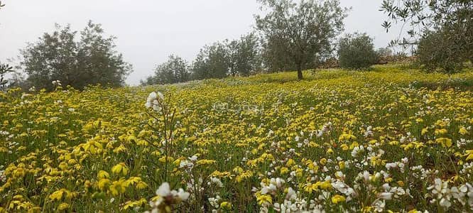 مجمع سكني 2 غرفة نوم للبيع في الدليله، مادبا - شاليه مكون من 2 غرف نوم للبيع في الدلة، مادبا