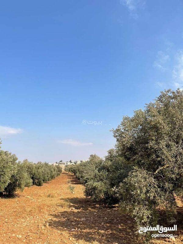 أرض سكنية للبيع في مارو، إربد