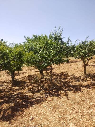 Chalet for Sale in Ibbin, Ajloun - Residential Land For Sale in Ibbin, Ajloun