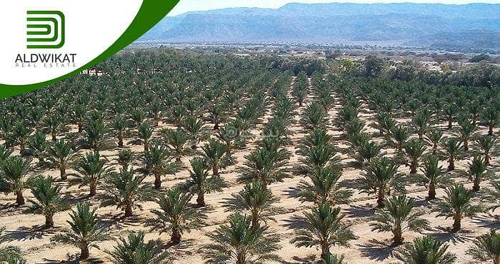 Residential Land For Sale in South Shuna, Al Ghor