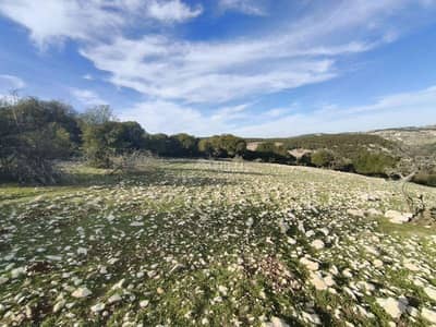 شاليه  للبيع في عين جنا، عجلون - 0 غرفة أراضي سكنية للبيع Ain Janna, عمان