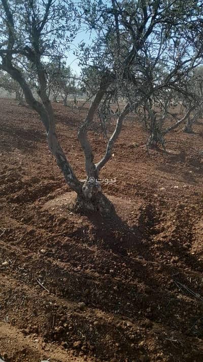 Chalet for Sale in Al Mughayer, Irbid - 0 Bedroom + Residential Land + For Sale + Al Mughayer, Irbid