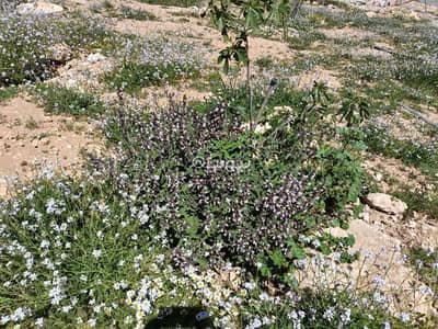 شاليه  للبيع في الخناصيري، المفرق - أرض سكنية للبيع في خناسري، المفرق