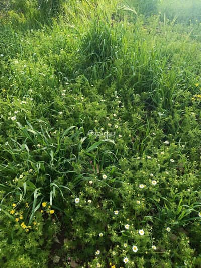 شاليه  للبيع في صخره، عجلون - 0 غرف أراضي سكنية للبيع صخرة، عجلون