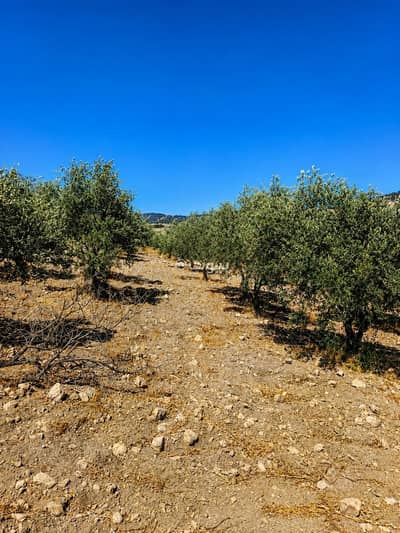 Chalet for Sale in Rashaida, Jerash - Residential Lands For Sale in Rashaida, Jerash