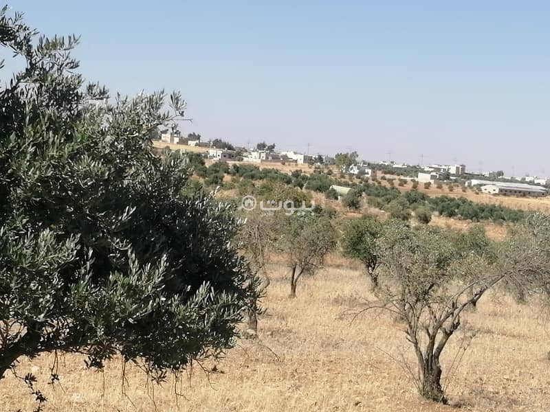 Residential Lands For Sale in Rihab, Mafraq Residential Lands For Sale in Rihab, Mafraq