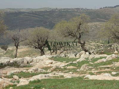 Residential Land for Sale in Shafa Badran, Amman - Photo