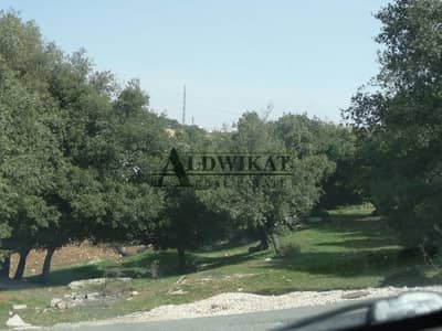 Residential Land for Sale in Airport Road, Amman - Photo