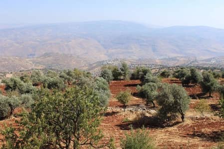 Residential Land for Sale in Ajloun - Photo
